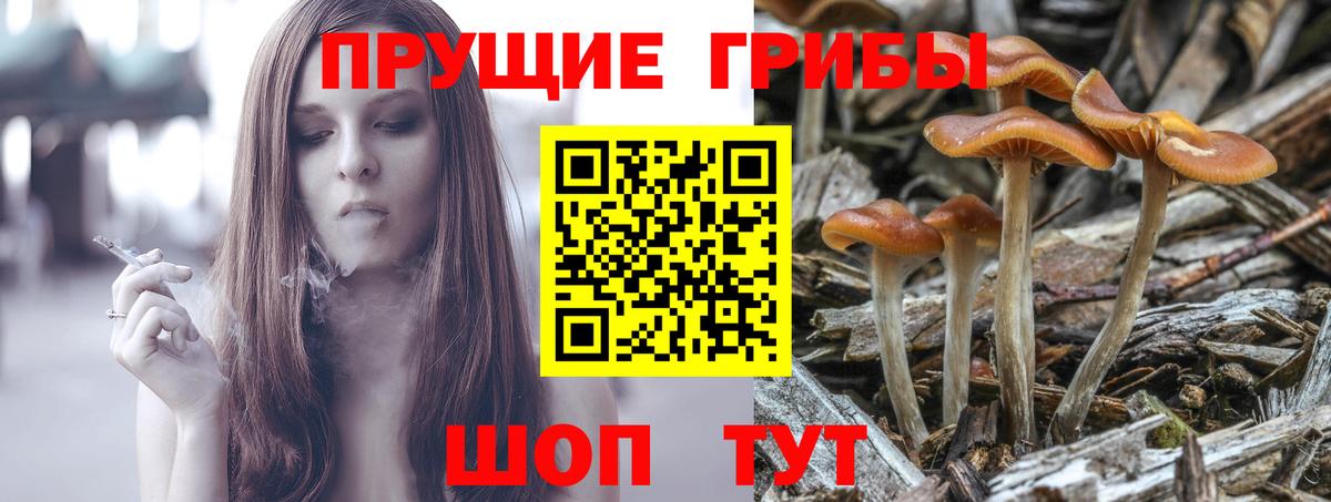 Искитим  Псилоцибиновые грибы Psilocybine cubensis  Вход с VPN 